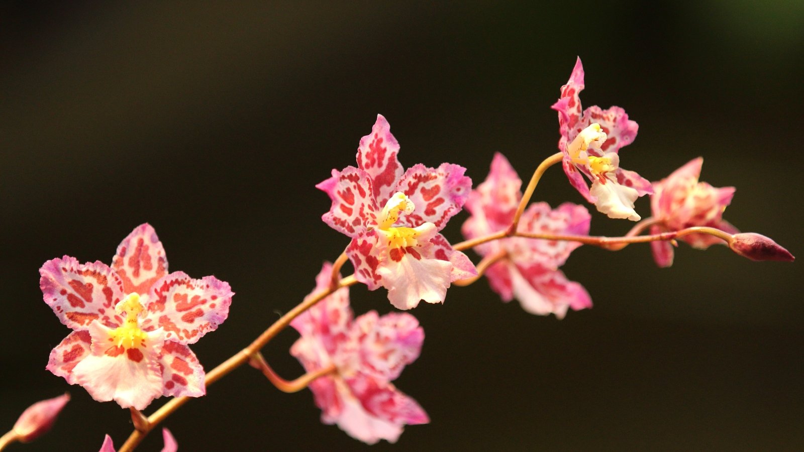 11 Straightforward Orchids That Are Nearly Not potential to Kill