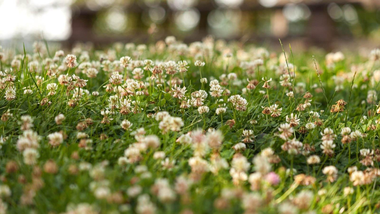 Are Floor Cowl Lawns Bigger Than Grass?