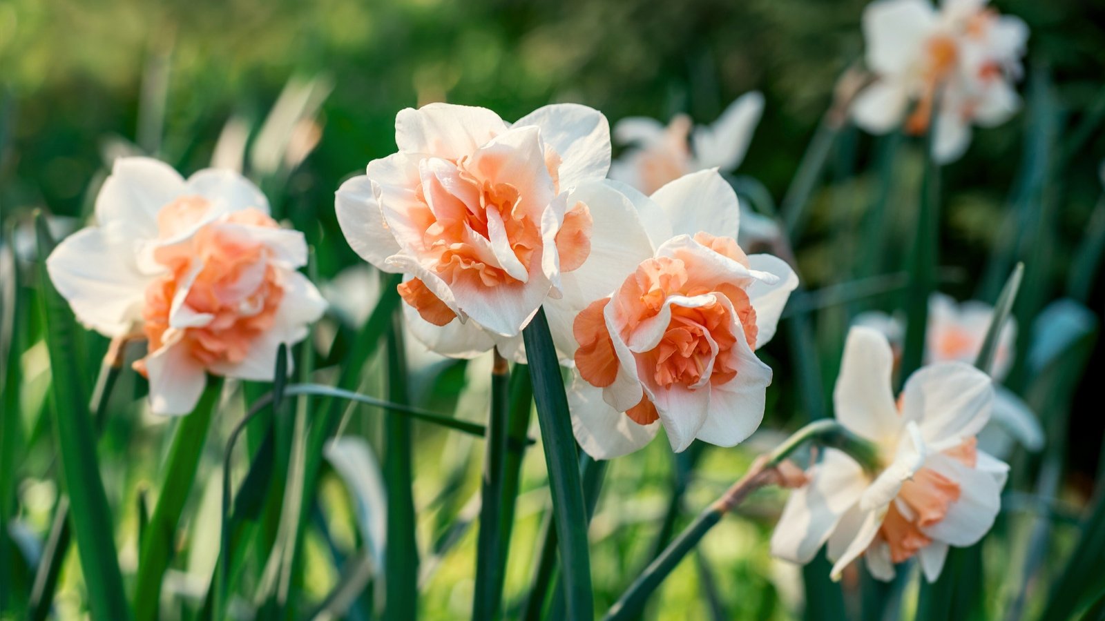 15 Daffodil Varieties With Further Large Blooms