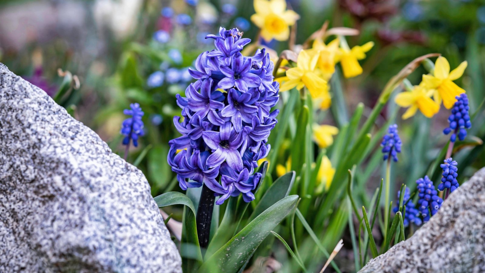 15 Low-Rising Bulbs for the Entrance of the Border