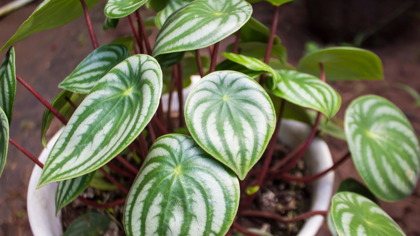 21 Teen-Good Houseplants for Your Budding Plant Fanatic