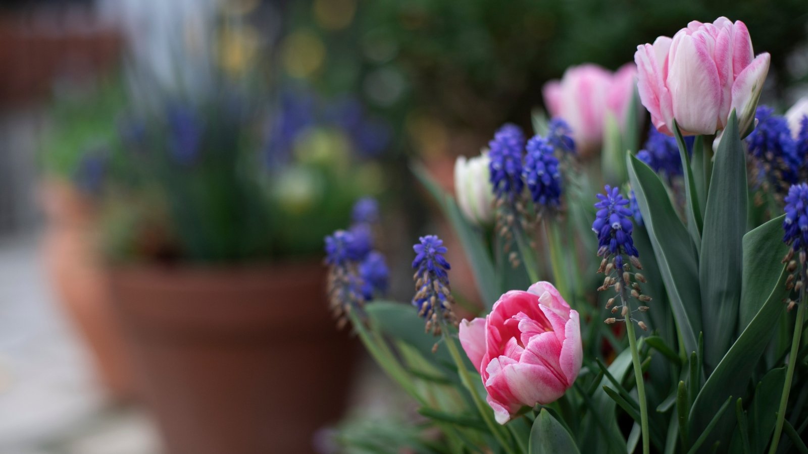 11 Lovely Potted Bulb Design Concepts You Can Plant In November