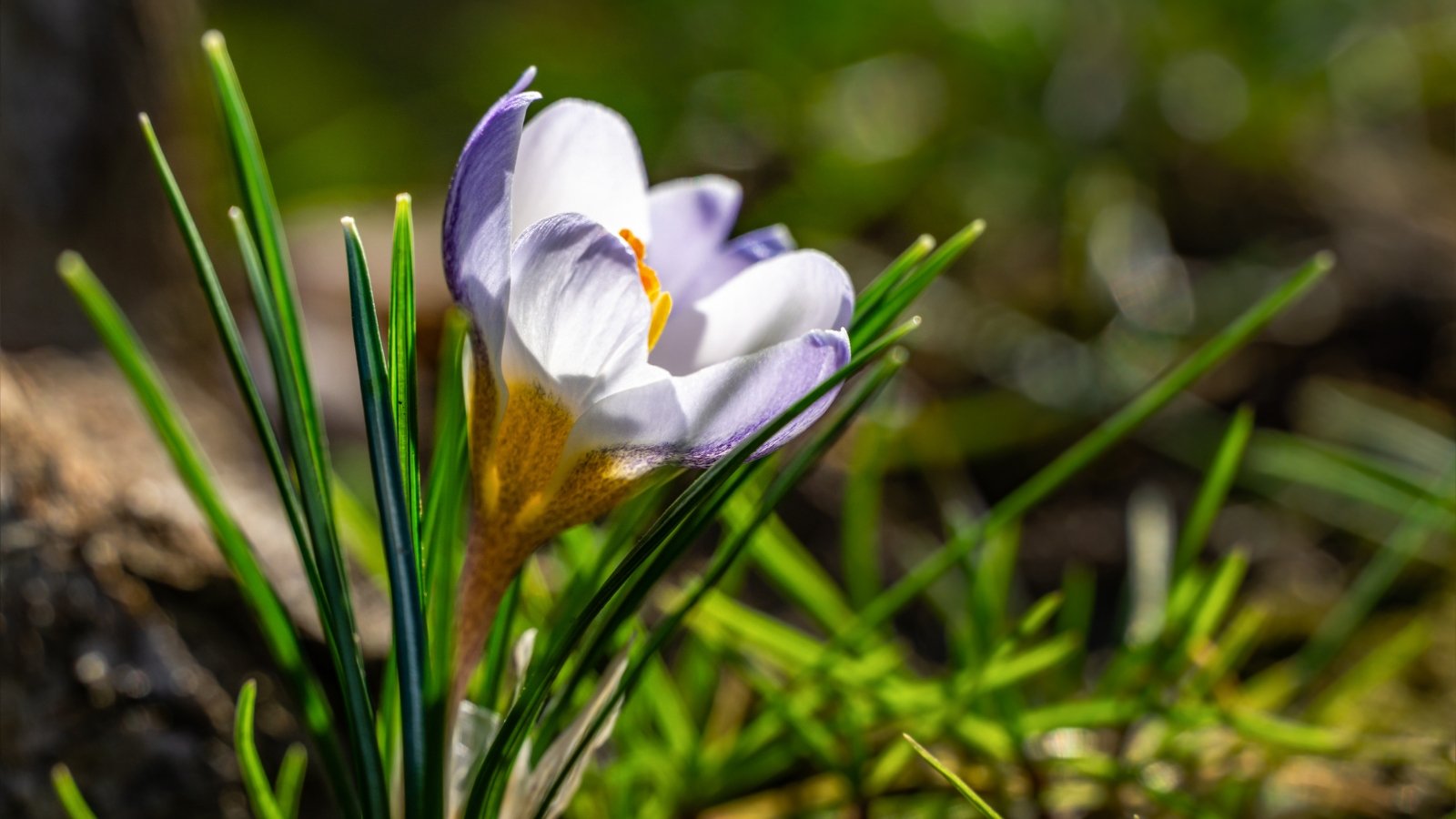 Plant These 15 Bulbs in October for a Stunning Spring Yard