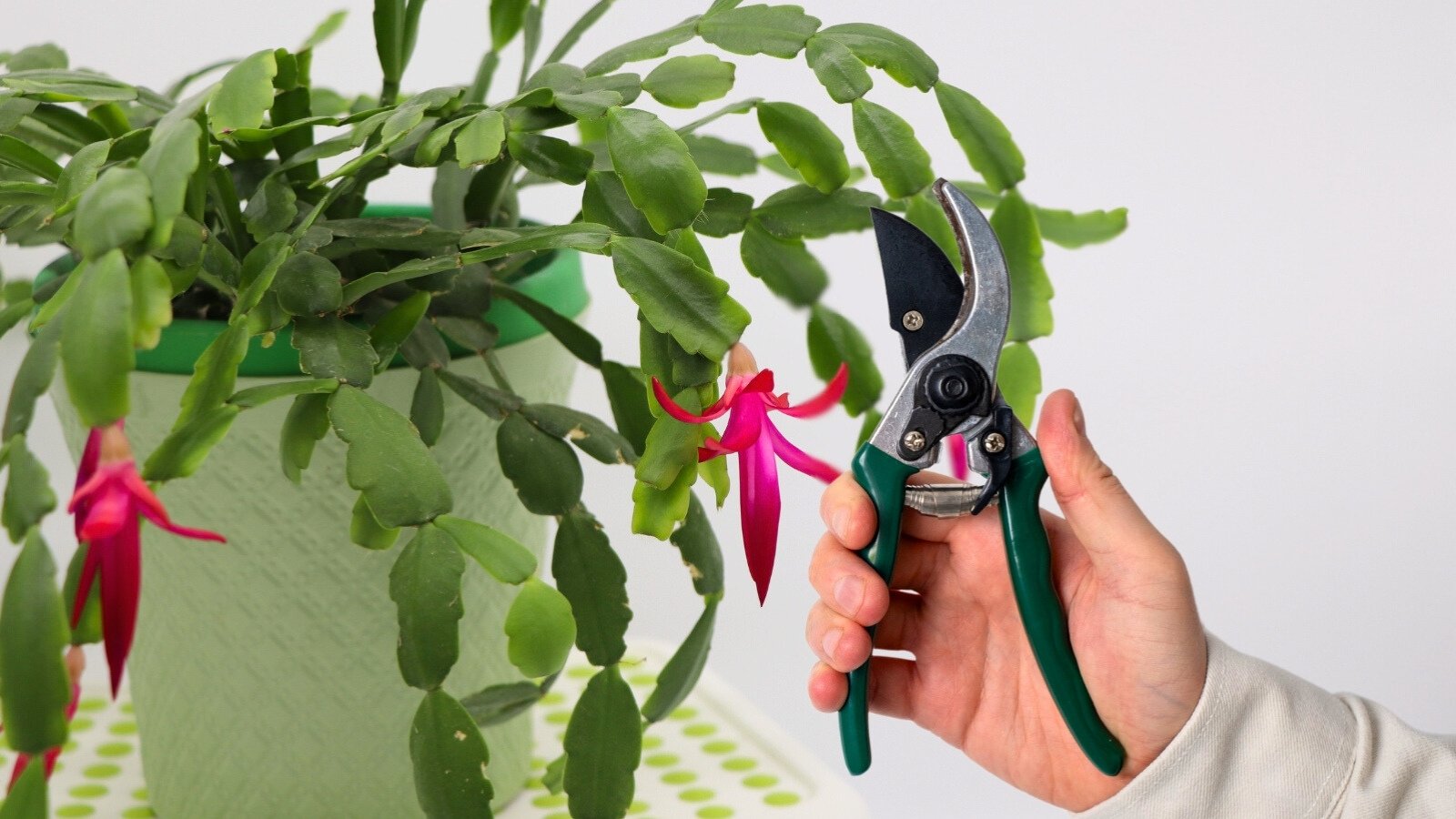 Prune Your Christmas Cactus in 5 Steps