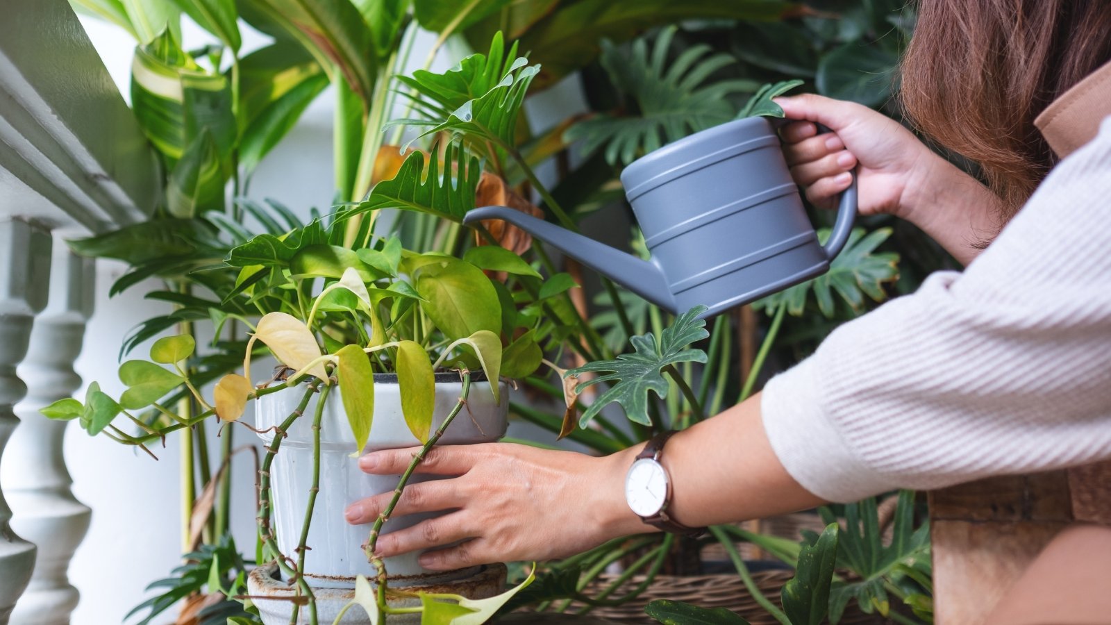 When and How Masses to Within the discount of Houseplant Watering For the Off Season