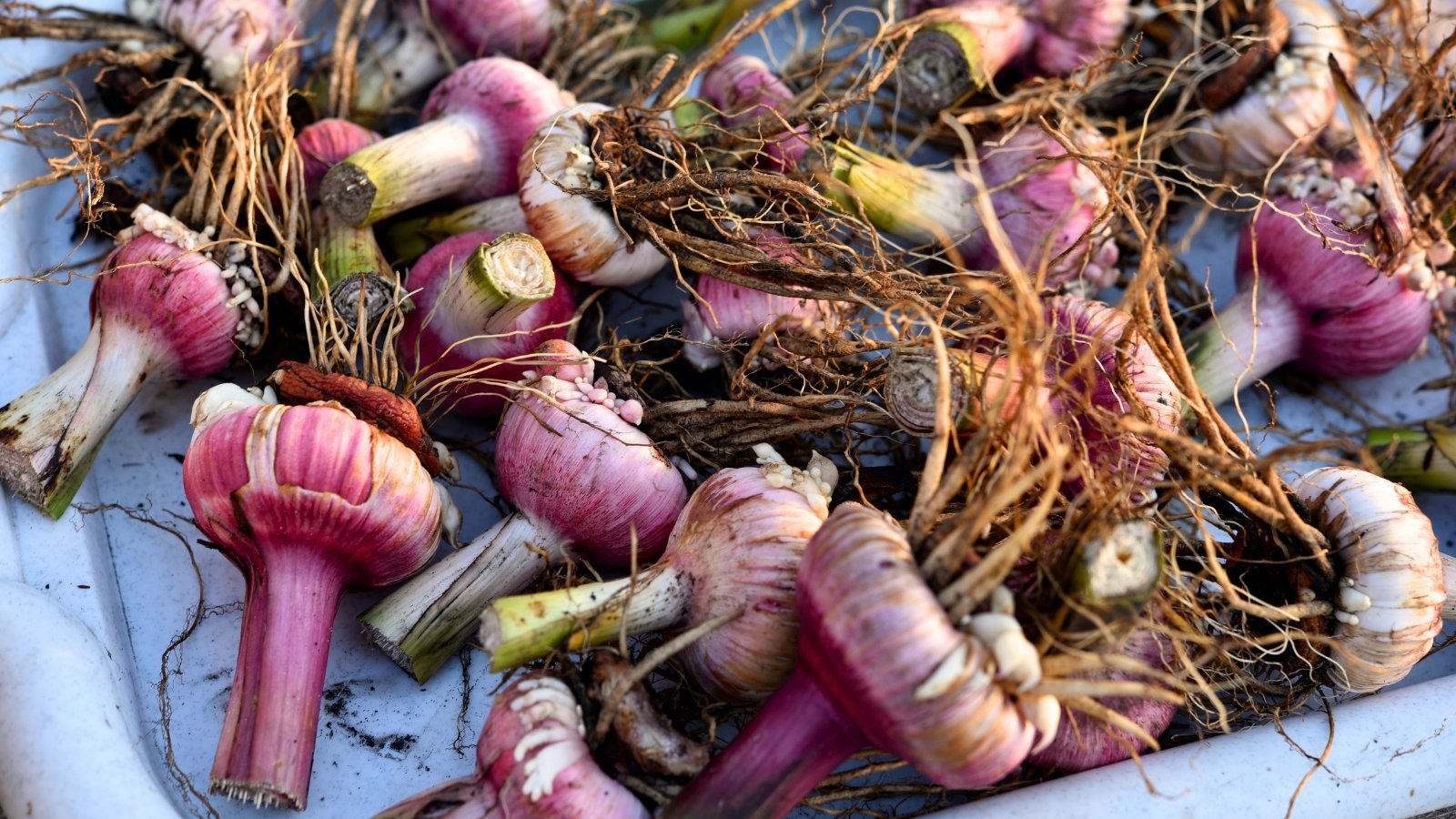 The round, flattened gladiolus bulbs with purple-pink skin and thin root clumps are arranged in a plastic storage tray.
