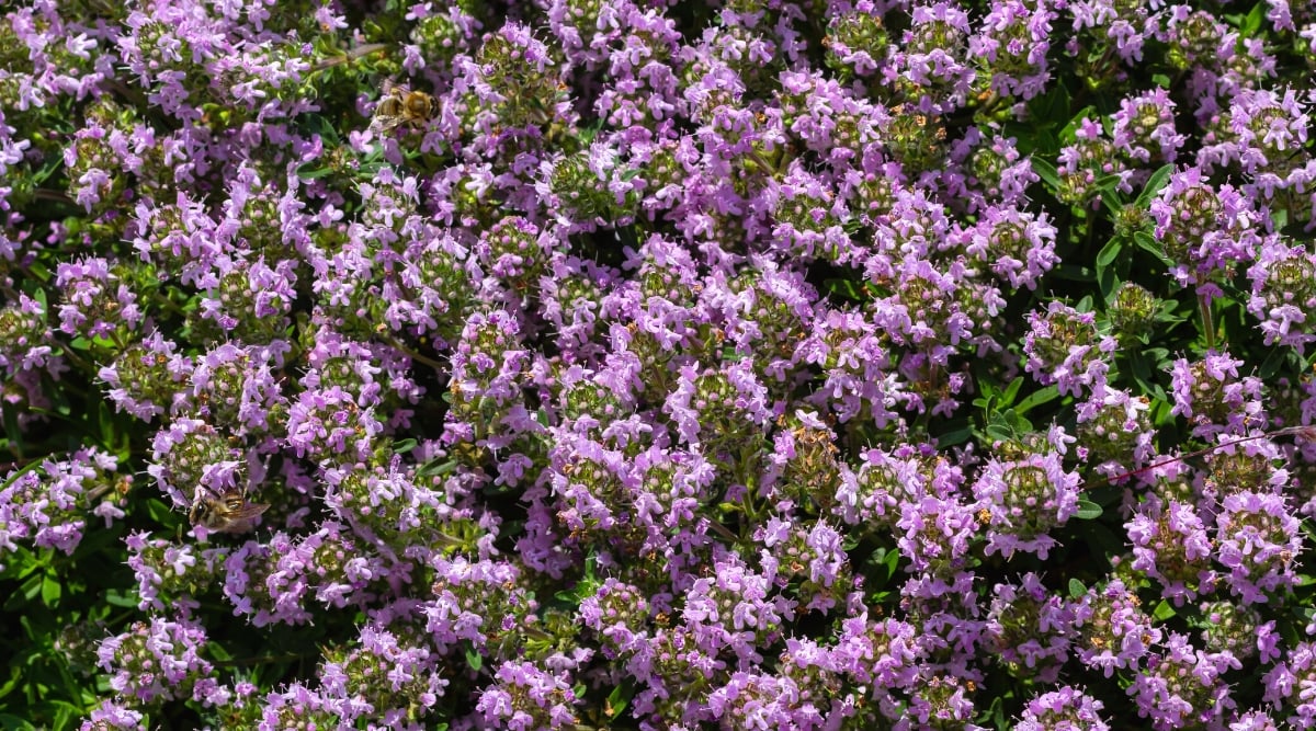 Close-up of a flowering plant Thymus serpyllum in a salt garden. The plant is low growing, covered with bright pink-purple small flowers collected in inflorescences.