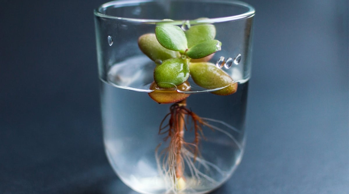 Close-up of a small Crassula ovata cutting in a glass of water on a bluish background. This resilient and slow-growing plant features thick, glossy, oval-shaped leaves that are jade green with pinkish edges.