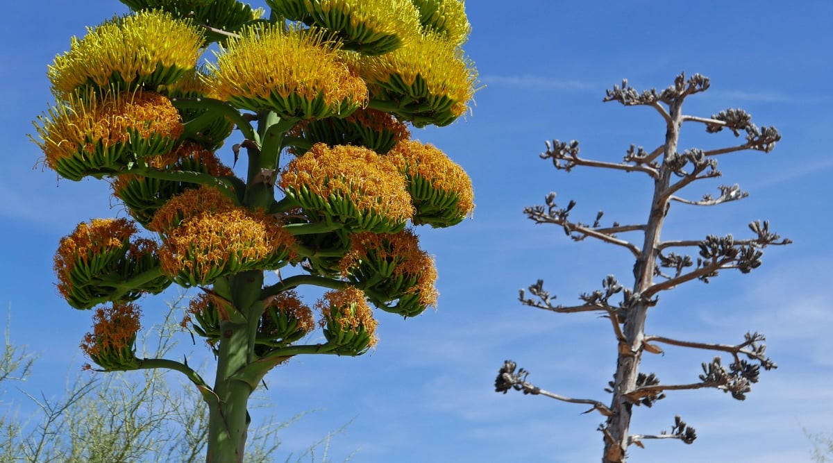 A photo captures the contrasting life stages of an agave plant. On the left, a vibrant bloom erupts from a thick, colorful stalk, its golden hues glowing against the clear blue sky. On the right, a stark contrast emerges - a dying agave stands skeletal and gray, its few remaining blooms wilted and lifeless.