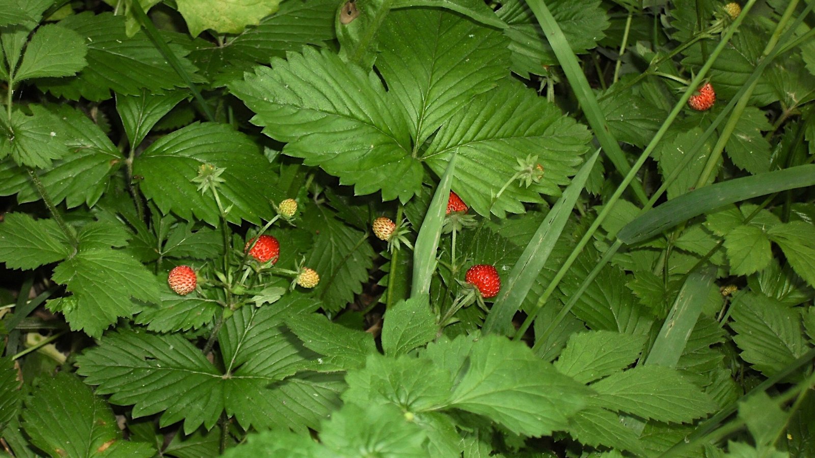 Low-growing perennial with bright green trifoliate leaves and small red edible berries.