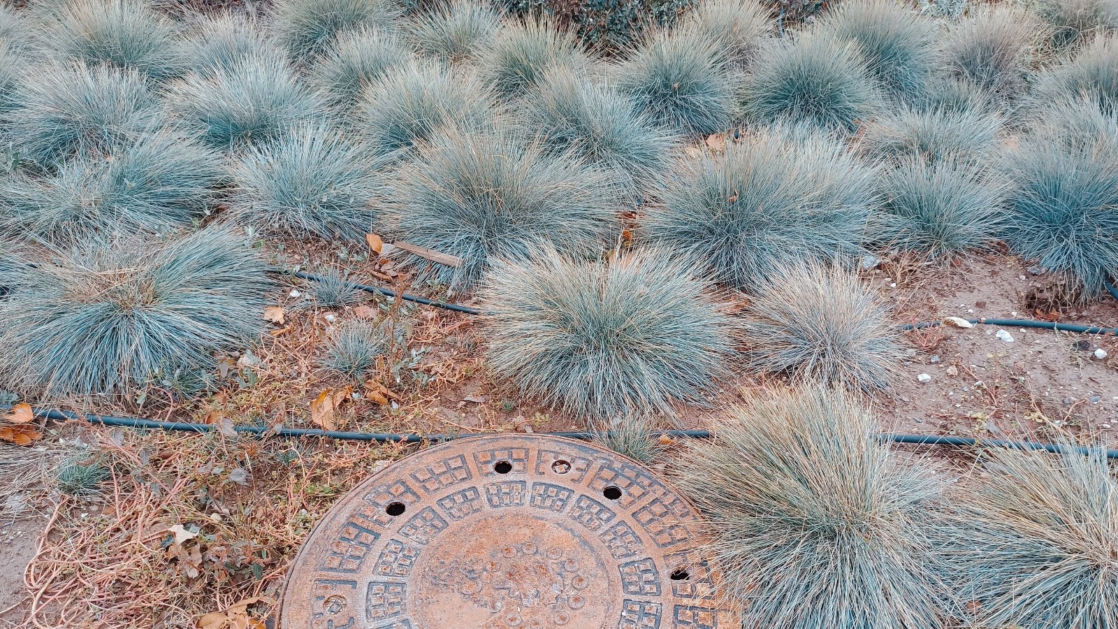 Graceful bunchgrass with arching blue-green blades that form loose, airy tufts.
