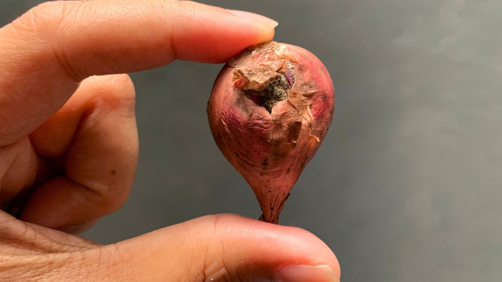 A woman's hand holds a rotting pink teardrop-shaped bulb with dry brown skin.
