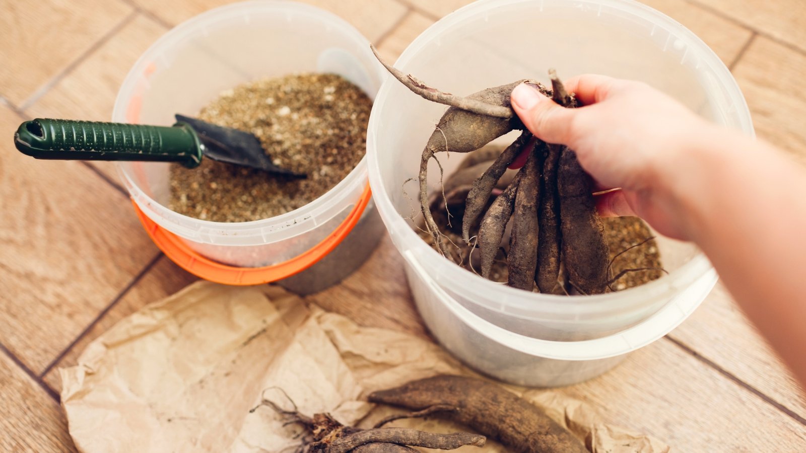 A woman places dahlia tubers with knobby, irregular shapes and rough, brown skin into a plastic container filled with vermiculite, with another container of vermiculite and a spatula nearby.
