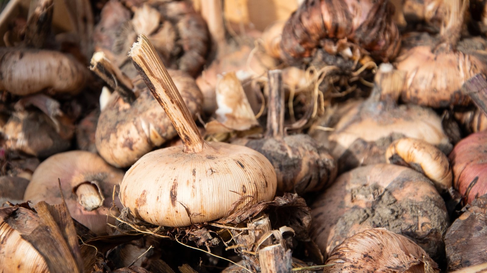 Close-up of dry gladiolus bulbs with a rounded, flattened shape, covered in a dry husk and speckled with soil residue.
