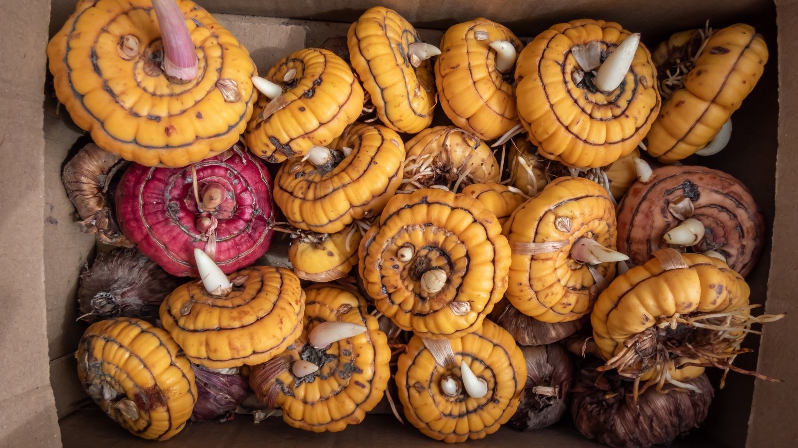 Close-up of yellow and pink gladiolus corms with flat, disc-like shapes and a textured, scaly surface in a cardboard box.