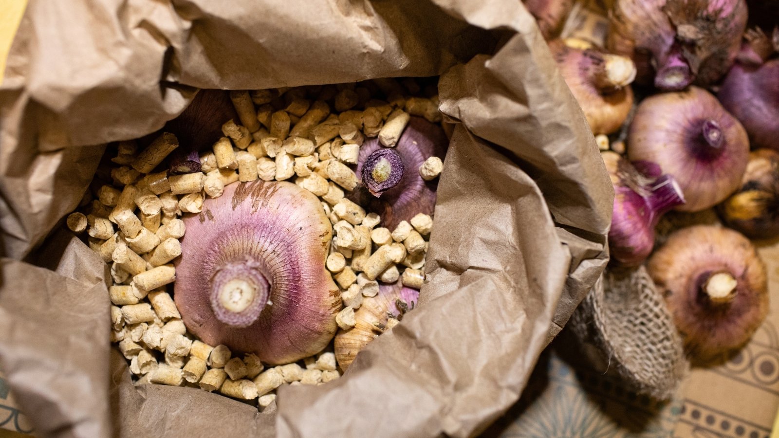 The paper bag is filled with pressed pallets to absorb moisture, containing large, purple, round, slightly flattened gladiolus bulbs.
