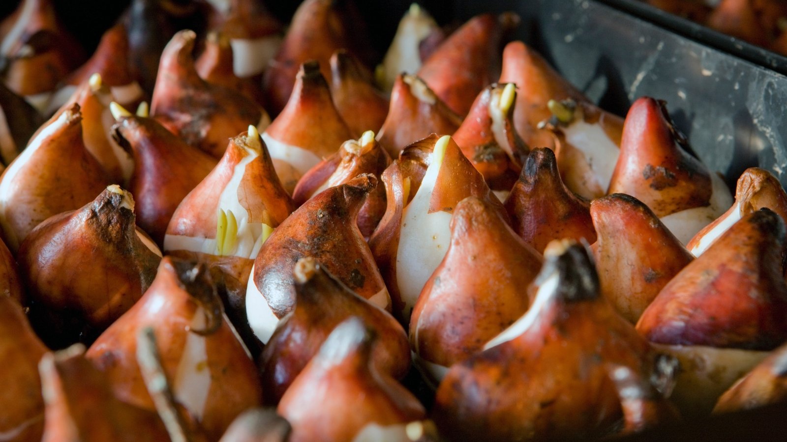 Close-up of neat rows of tulip bulbs with brown, dry skins and small, pale green sprouts emerging from the tops.
