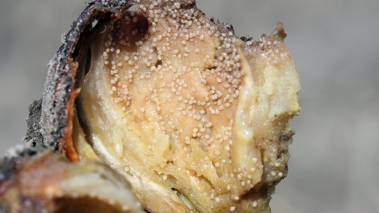 Close-up of tiny, translucent bulb mites crawling on a rotten, decaying flower bulb with discolored, soft tissue.
