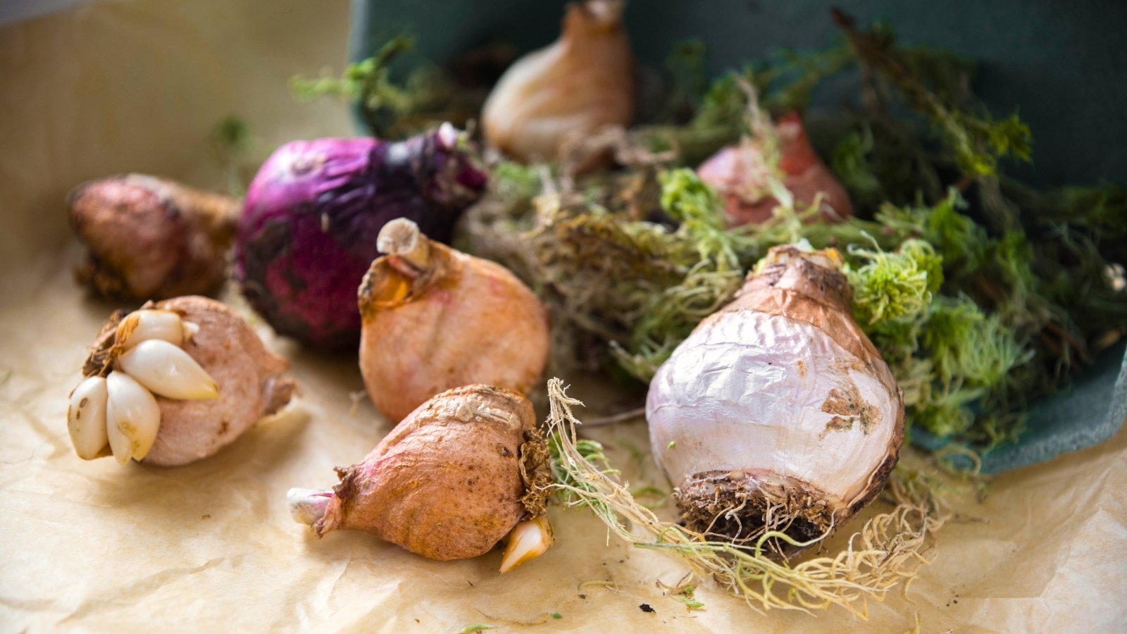 Dry tulip and hyacinth bulbs with papery skins lie on craft packaging paper, surrounded by dry moss.
