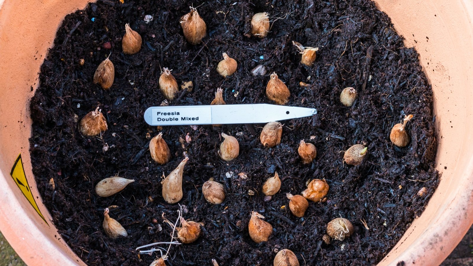 A plant pot filled with soil holds freesia bulbs with smooth, round shapes, and a labeling stick with the bulb's name rests on the soil.
