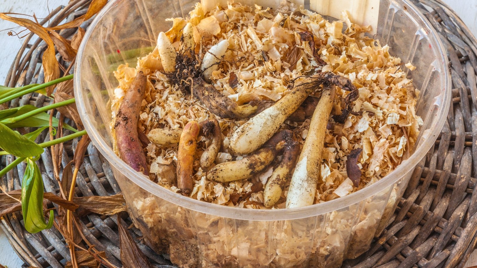 A plastic container filled with soft sawdust, holding knobby, irregularly shaped Gloriosa tubers with rough, brown skin and pointed ends.