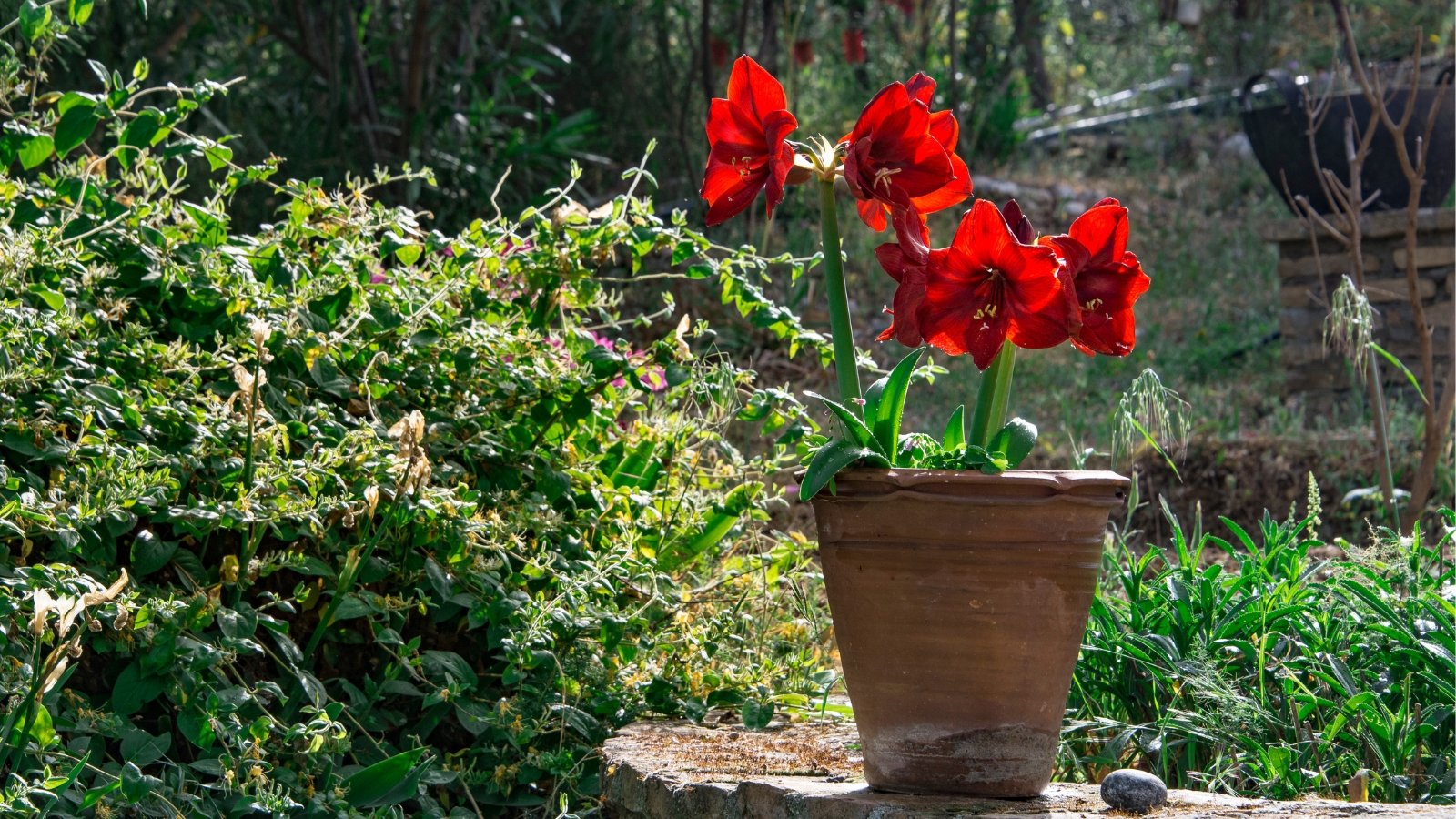 A blooming red flowers with large, vibrant petals and tall, sturdy stems, surrounded by long, glossy leaves in a clay pot, set against a sunny garden backdrop.
