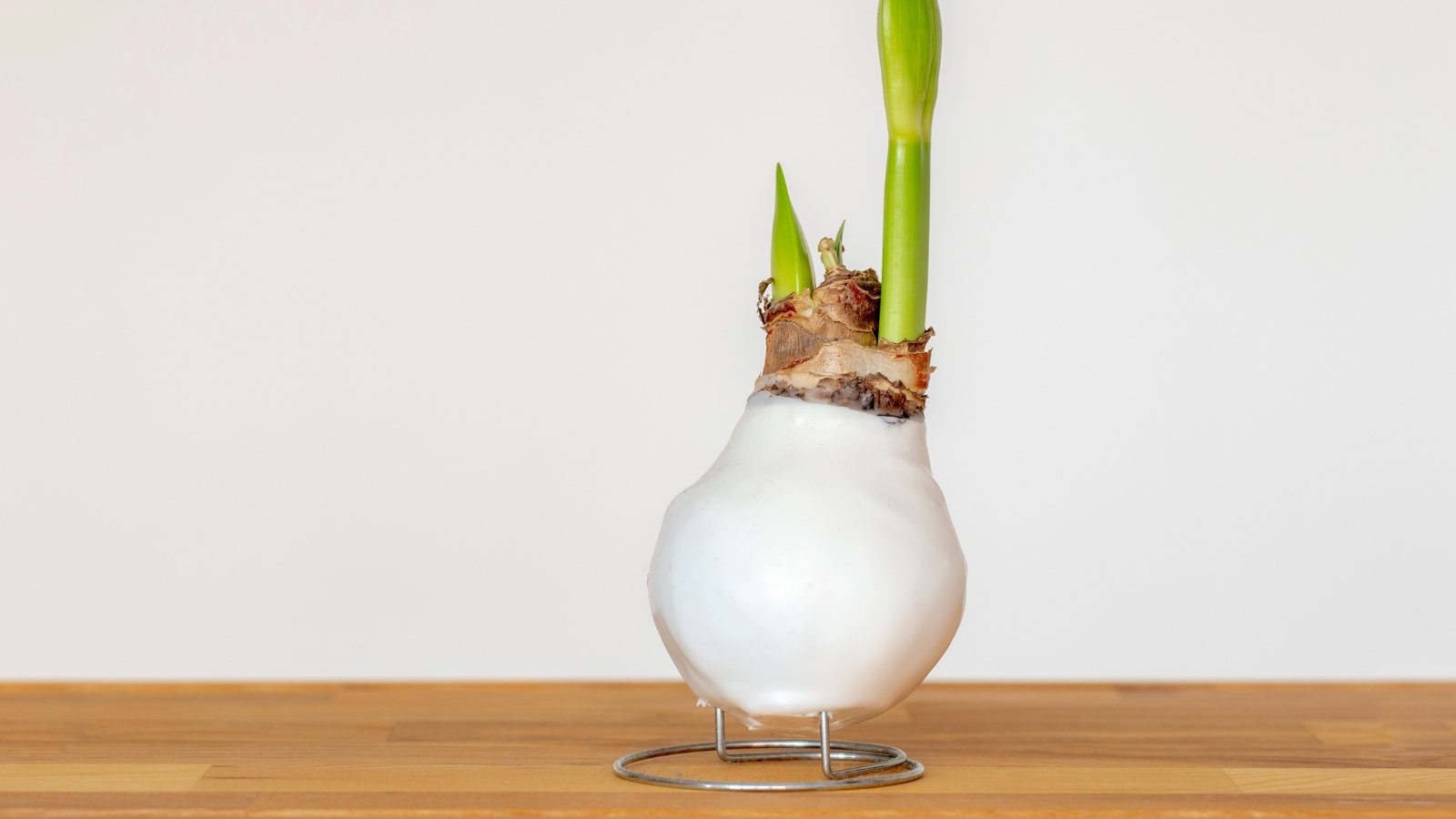 Close-up of a white-waxed bulb with a smooth, shiny coating and a small sprout emerging from the top.