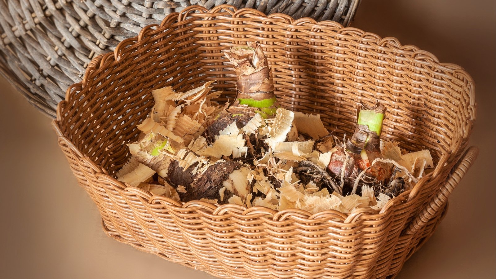 Close-up of bulbous tubes drying in a wicker basket filled with wood chips to absorb moisture.