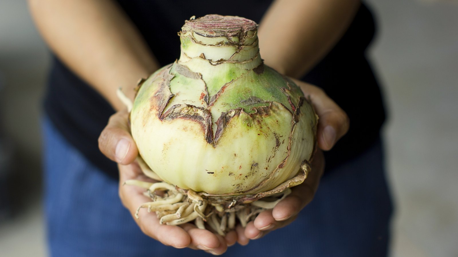 Close-up of a woman's hands holding a large, rounded, peeled bulb with smooth, glossy, greenish skin and a cluster of small, thin roots at the bottom.
