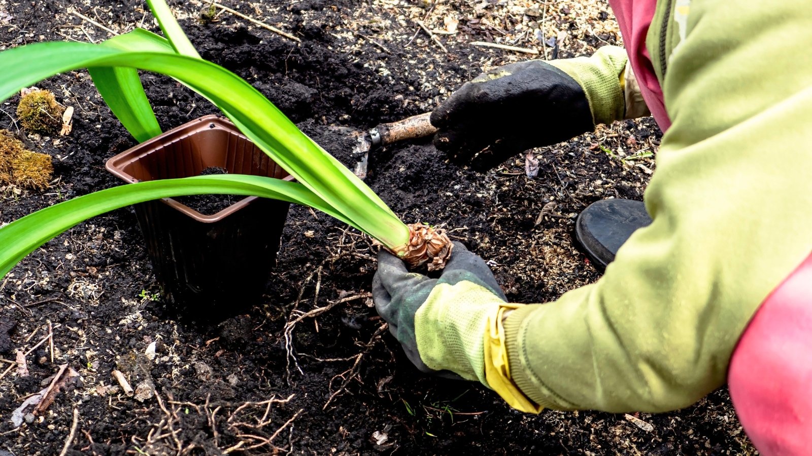 A female gardener transplants a bulb with long green leaves from a pot into the soil in the garden.