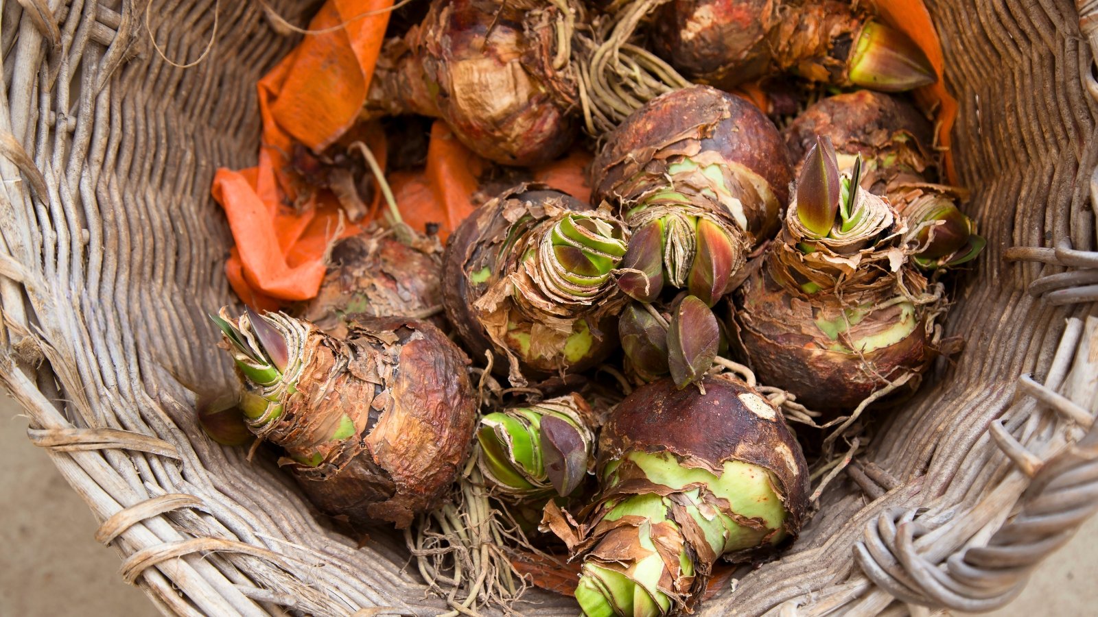 Close-up of round shaped flower bulbs with brown husk stored in a wicker basket for winter dormancy.