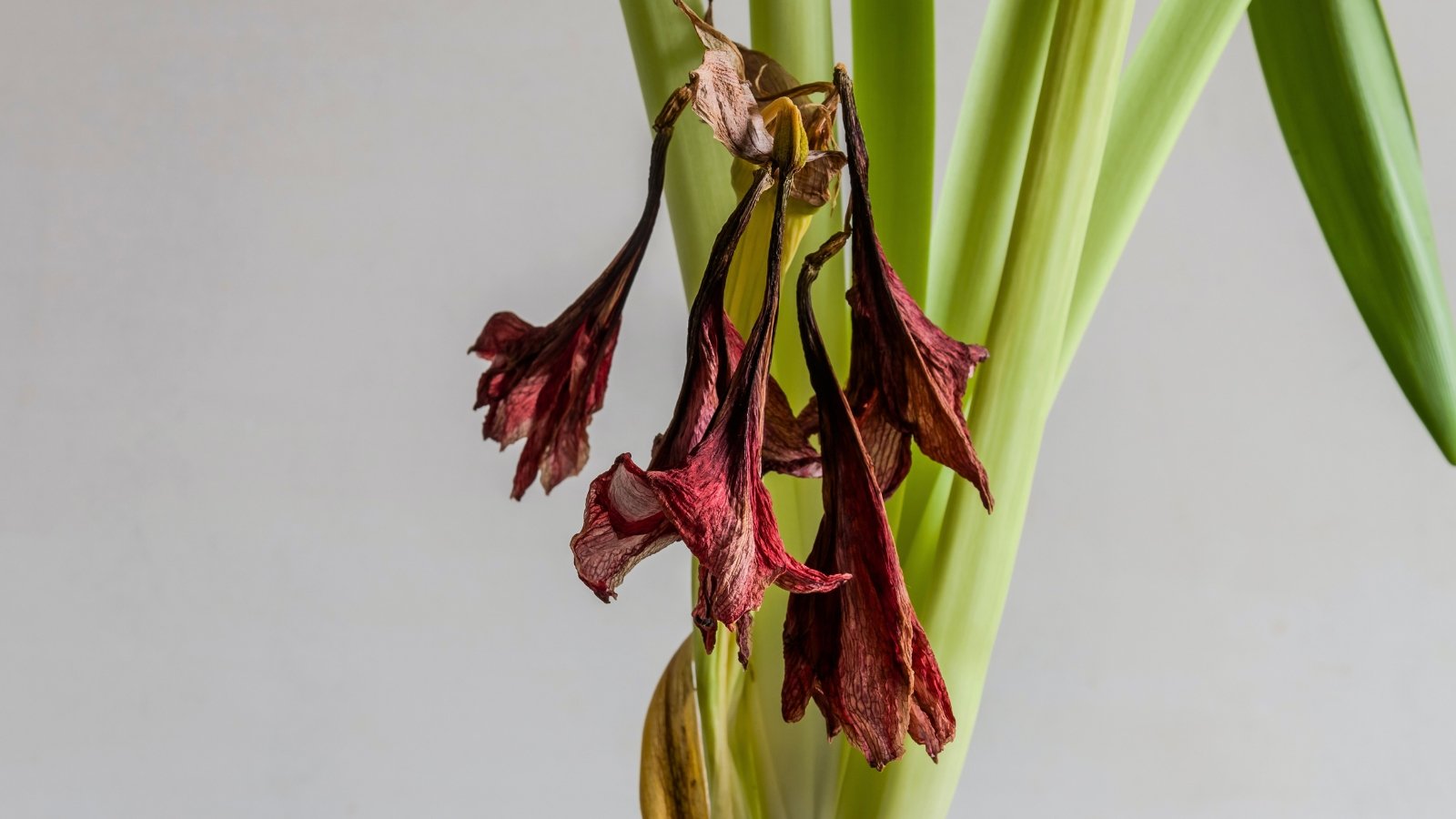 Faded, drooping flowers with shriveled burgundy petals resting against long, yellowing leaves, indicating the plant's transition to dormancy.