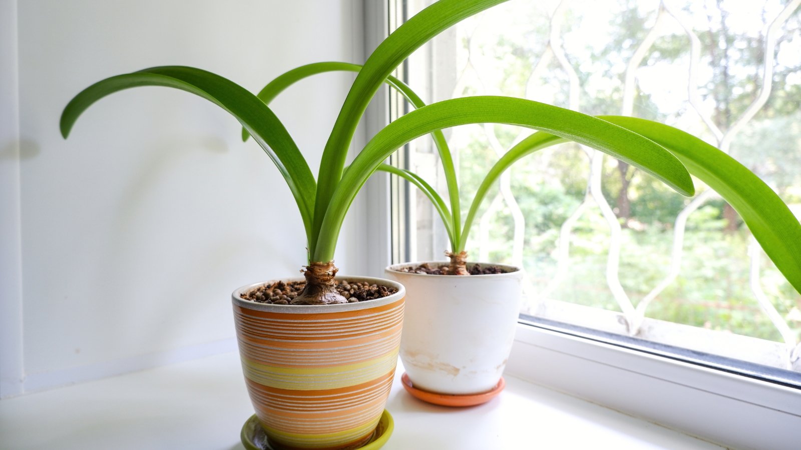 Two potted plants with large, rounded bulbs and tall, strap-shaped green leaves sit on a windowsill.