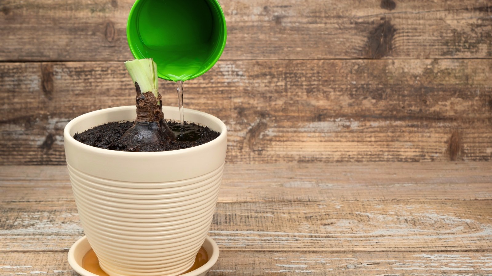 Applying liquid fertilizer to a potted bulb in a beige pot on a wooden surface.