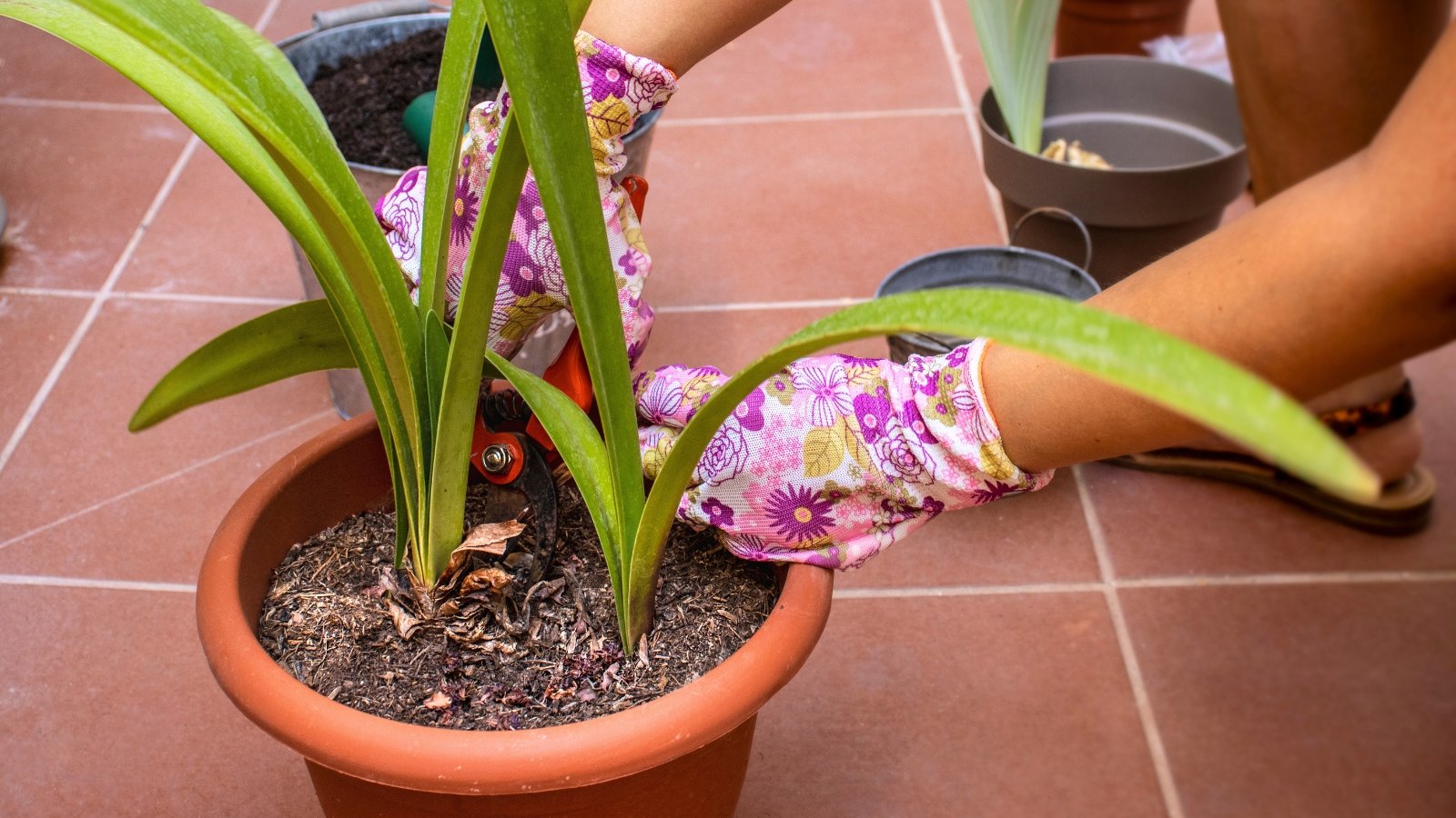 Close-up of a girl's hands with pruning shears trimming the long, yellowing, strap-like leaves of a plant in a large terracotta pot indoors.