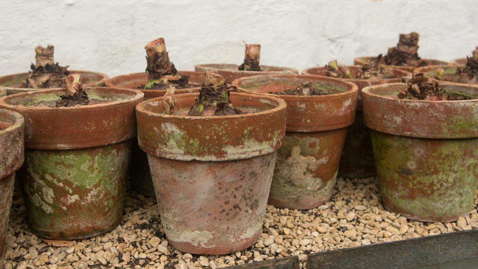 Several vintage terracotta flowerpots hold bulbs with dry, papery husks, prepared for overwintering in a garage setting.
