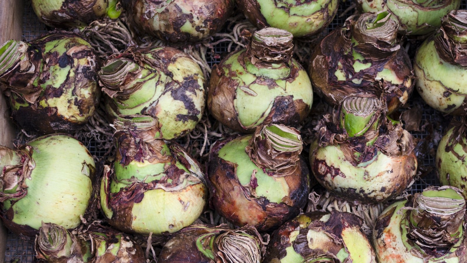 Thick, oval-shaped bulbs covered in a dry, layered husk with pale gray-beige thin roots underneath and trimmed tops, placed in a box for overwintering.