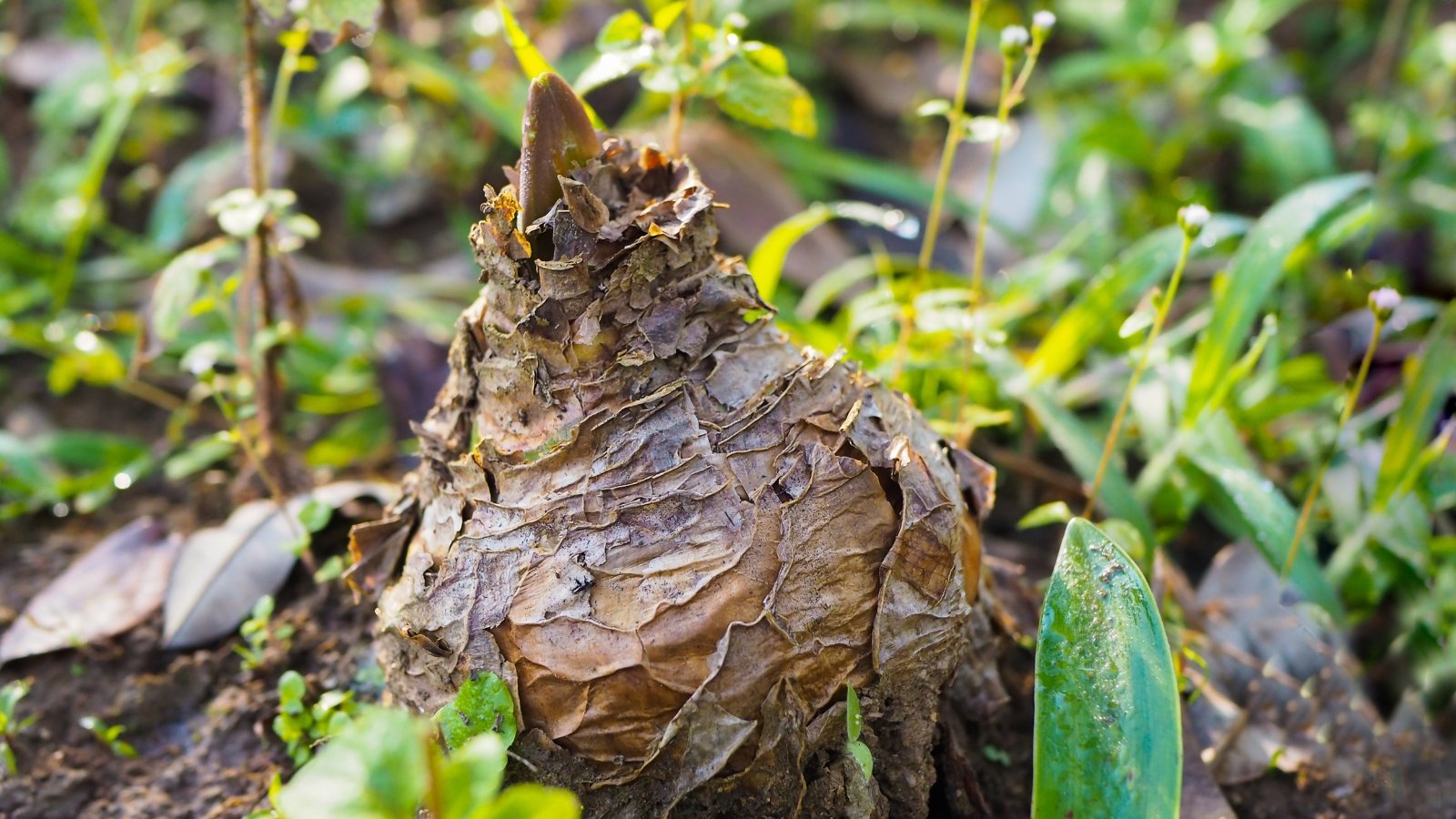 A round bulb with a dry, papery husk and a tiny purple-green sprout emerges from the soil.
