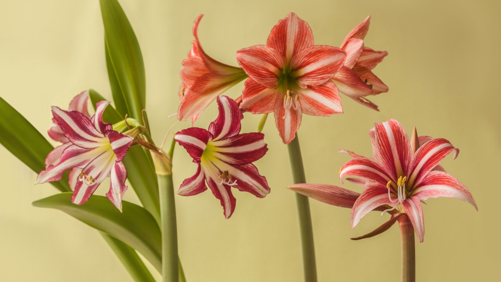 Close-up of several potted plants with vertical tall green stems bearing 3-4 large flowers displaying graceful white petals tinged with soft pink and accented by delicate crimson streaks surrounding a vibrant green throat.