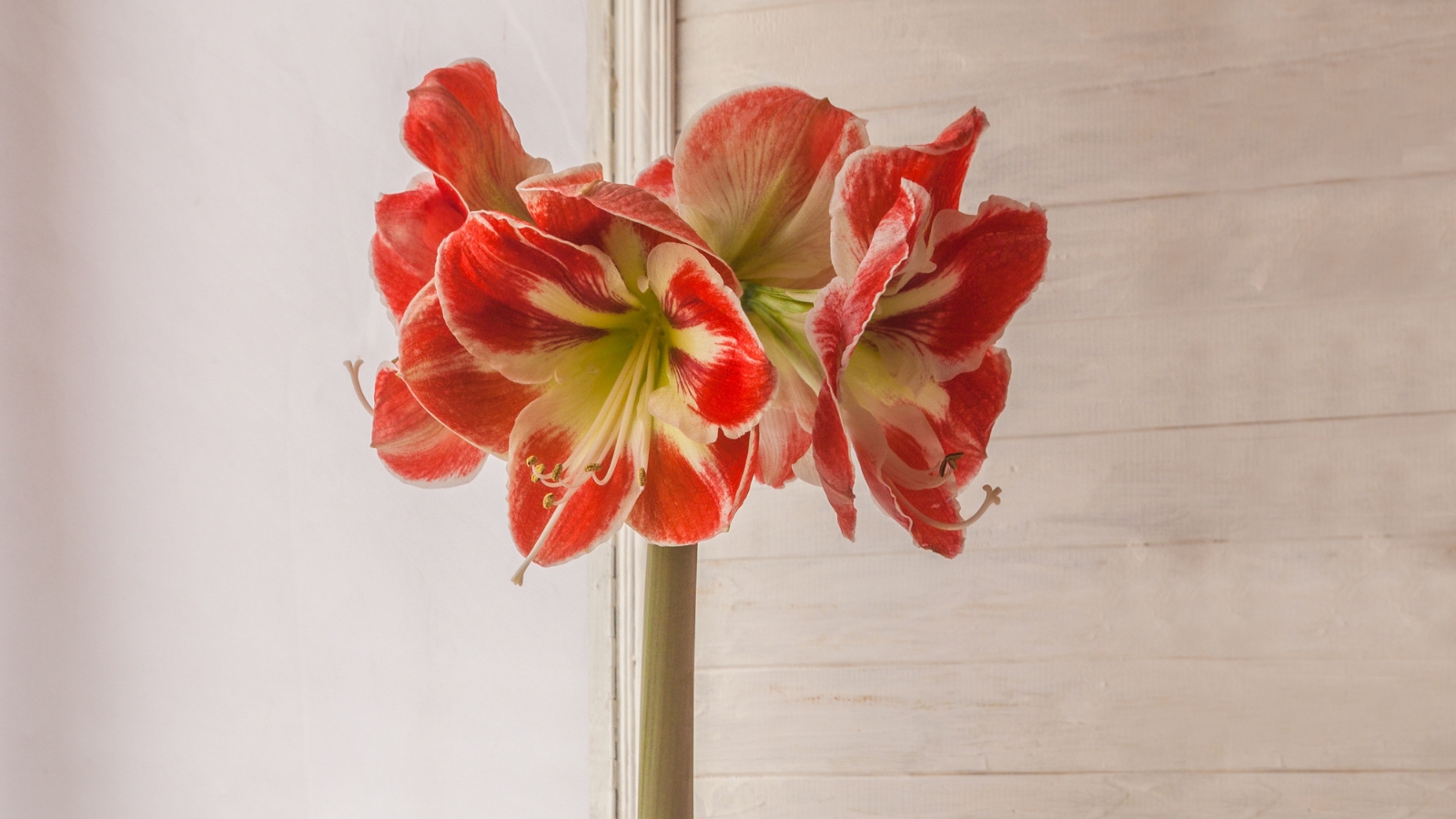 Close-up of four large, enchanting flowers growing on a vertical stem displaying red petals with ruffled edges and white accents form an intricate starburst pattern around the flower's luminous core.