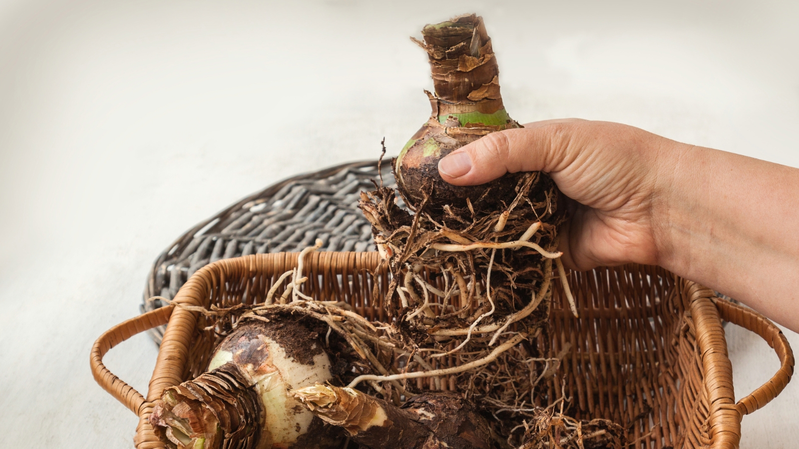 Close-up of a woman's hand holding a large Hippeastrum bulb with beige roots sticking out from underneath over a wicker bowl full of bulbs.