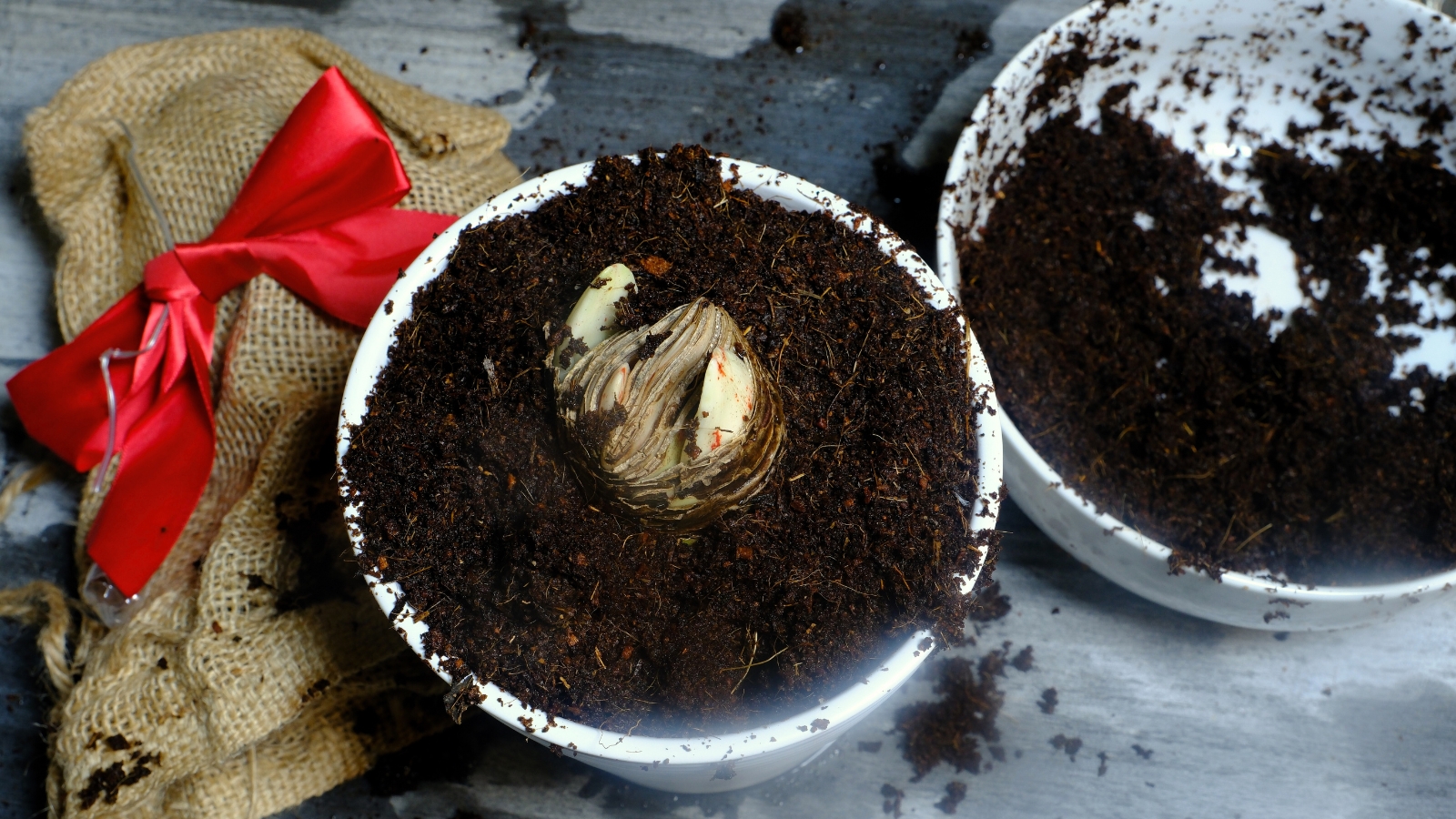 A freshly planted bulb rests in loose dark brown soil within a white pot, placed on a gray table alongside burlap and a dirty white pot.