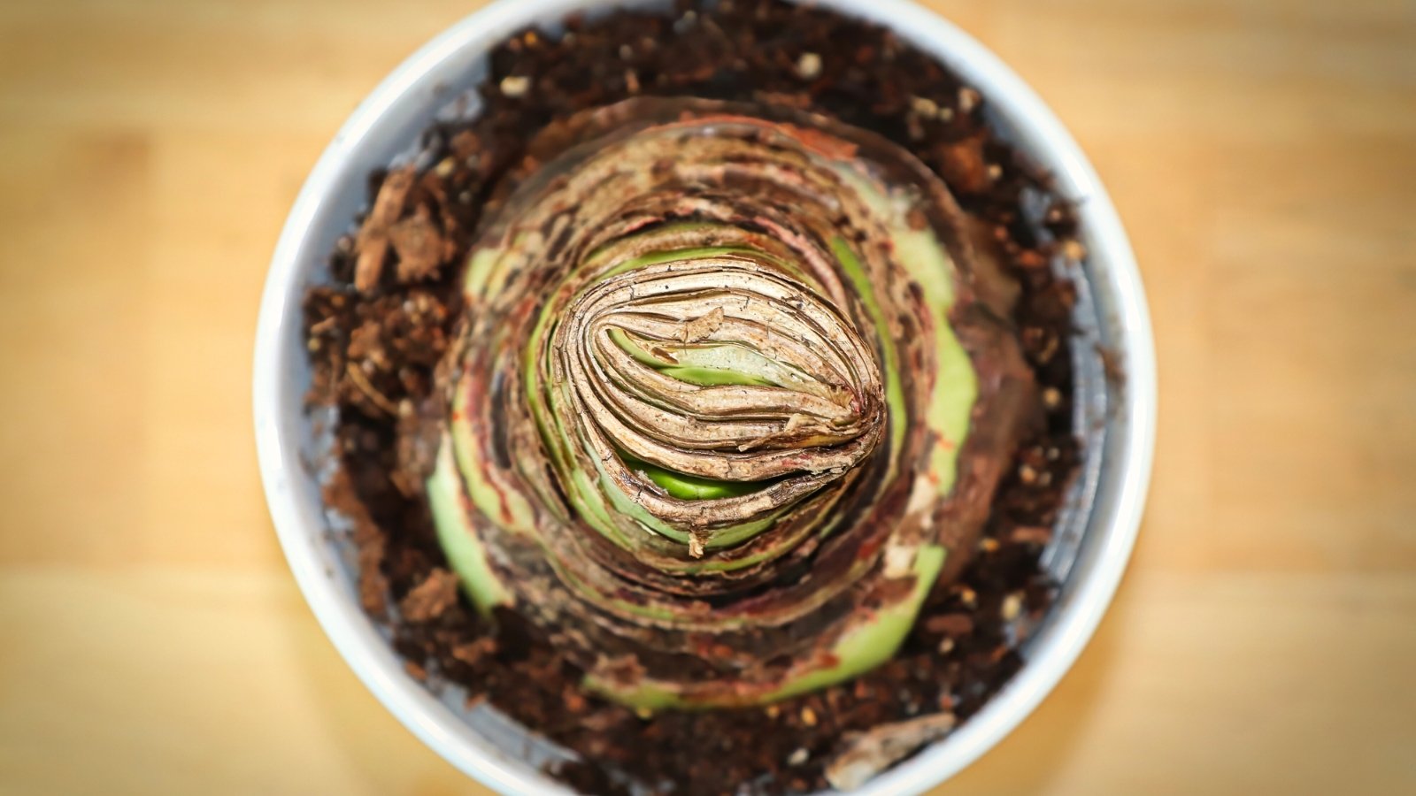 A top view of a potted bulb reveals its smooth, brown skin nestled in soil with young green shoots emerging.
