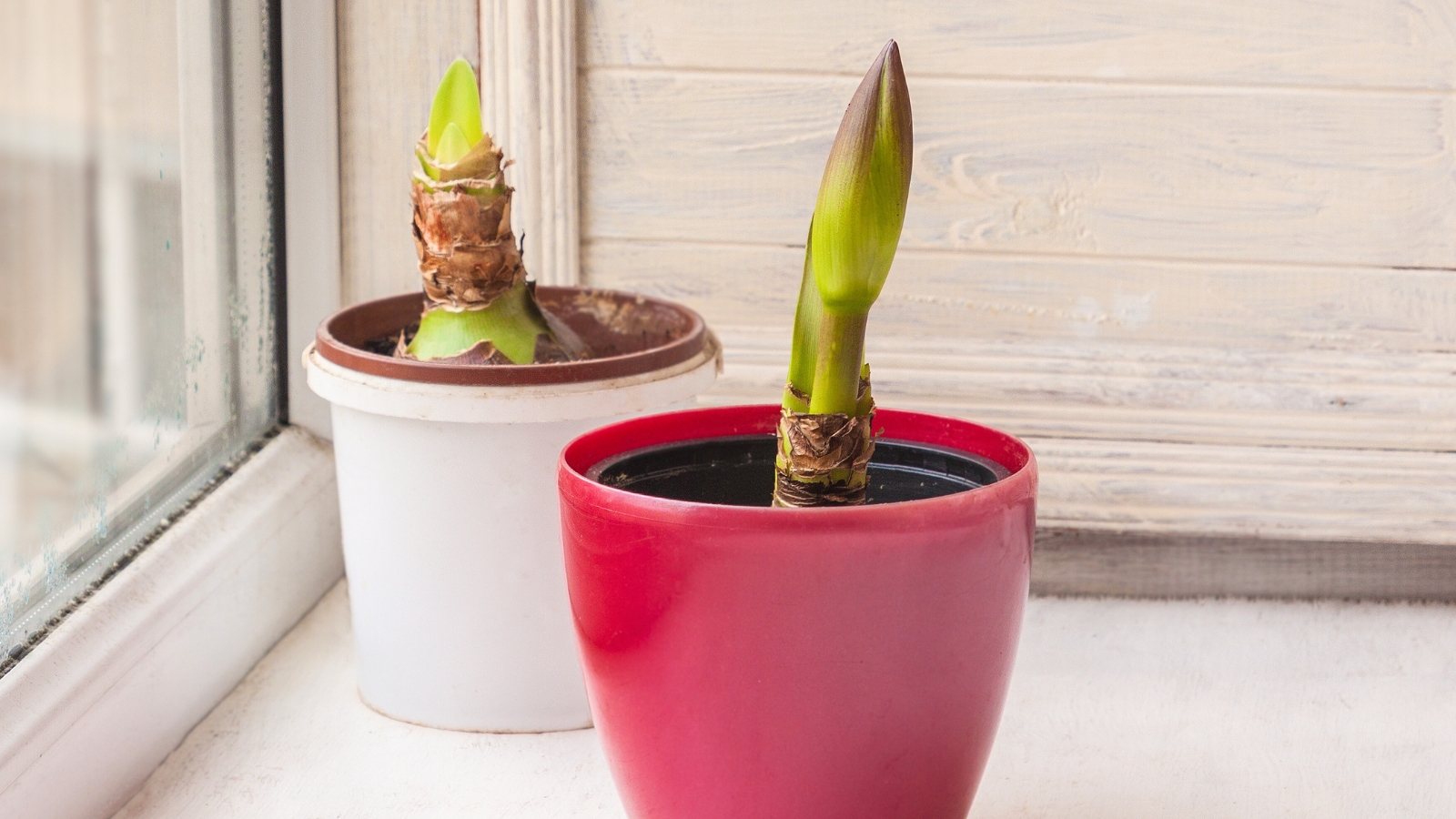 On the windowsill, two potted Hippeastrum plants in pink and white containers show off their budding flowers.