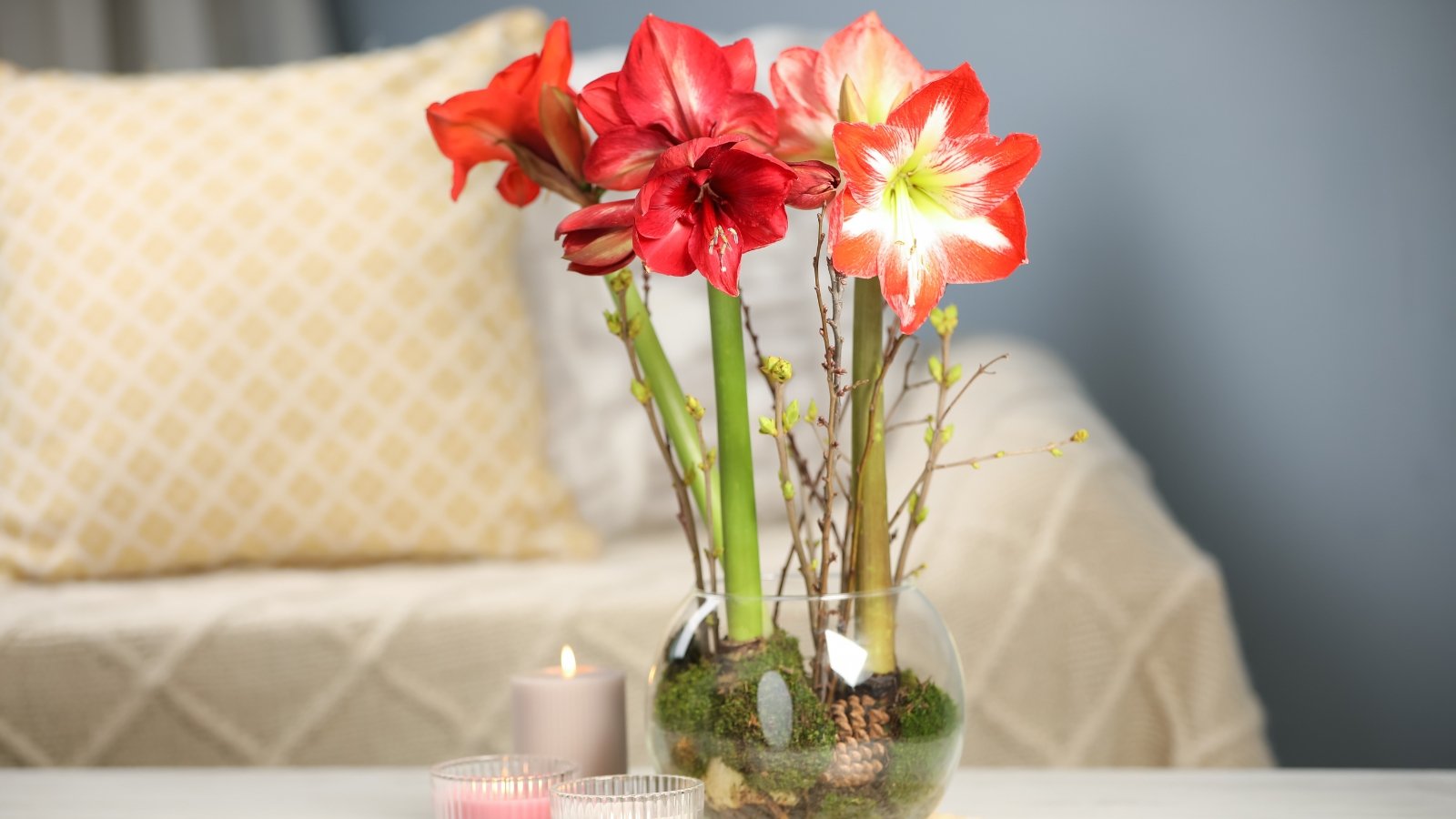 A glass vase with vibrant red and white flowers and tall stems arranged on a table near a cozy couch.