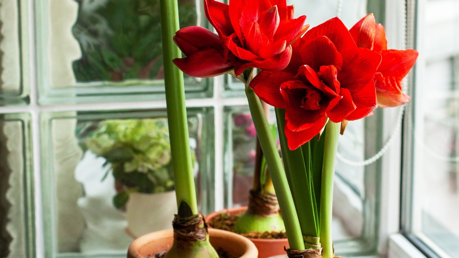 A windowsill holding a potted plant with tall, slender green stems, topped with large, showy red flowers, and long green leaves.