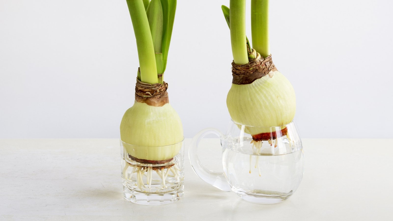 Two glass mugs holding bulbs with green stems emerging, sitting on a white tabletop.