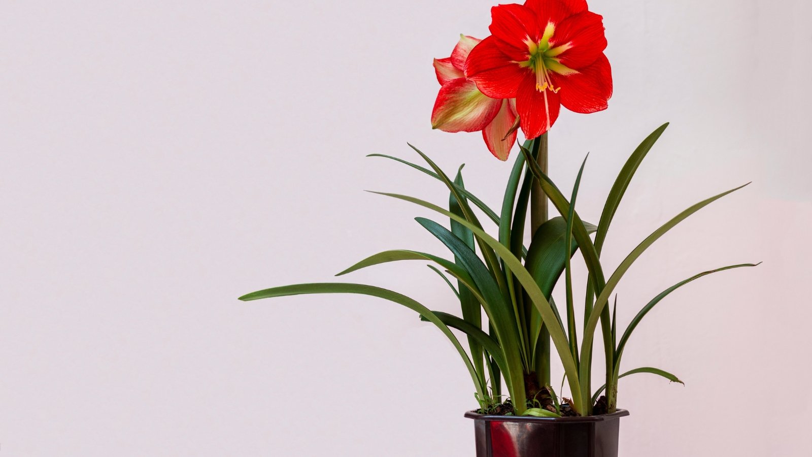 A deep red flowering plant with long, slender leaves growing from a small container against a pale background.