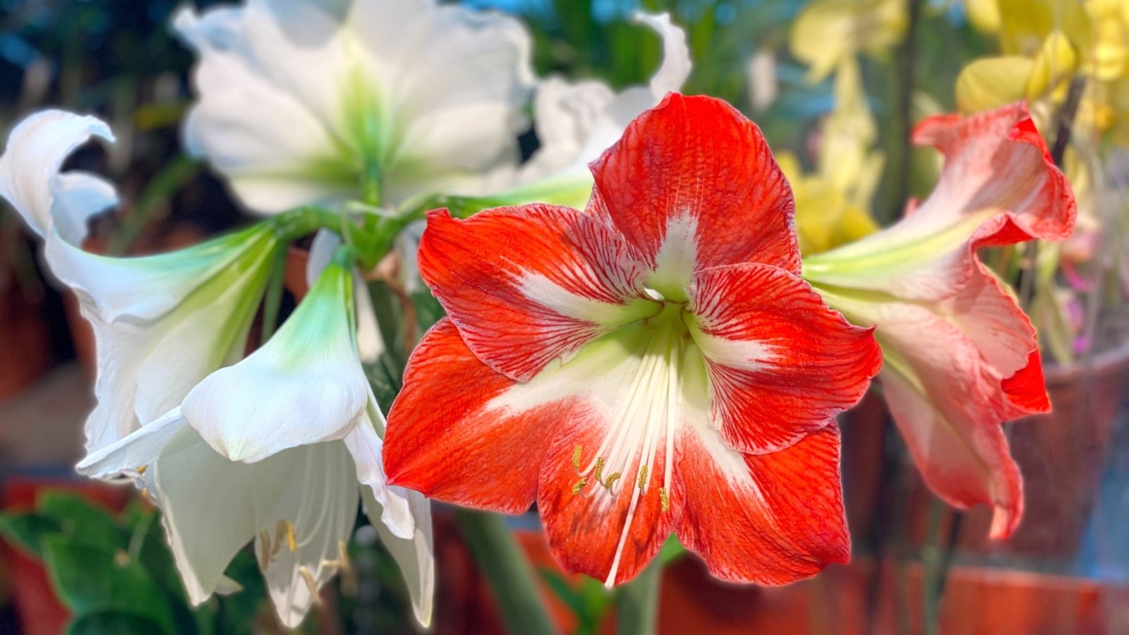 Close-up of red and white star-shaped flowers with delicate petals and green stems, arranged for display.