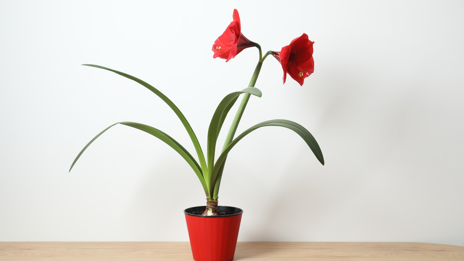 A single flowering plant with red blossoms and tall green leaves, sitting in a red pot on a wooden table.